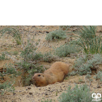 گونه سنجاب زمینی Spermophilus fulvus